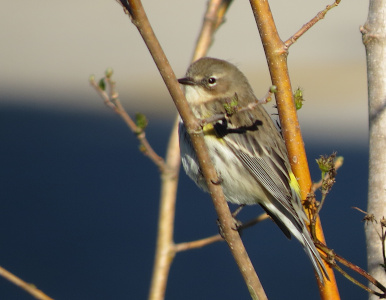 [The warbler is perched on a vertical branch facing left in full sunlight. Its body is partially hidden behind the branch. There is only a yellow spot on the back. The rest of the body gray and black with the belly being white and grey. The bird is looking directly at the camera and the angle of its beak is such that the bird appears to be glaring. ]